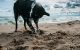 Dog playing on a sandy beach featured image